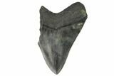 Partial, Fossil Megalodon Tooth #124541-1